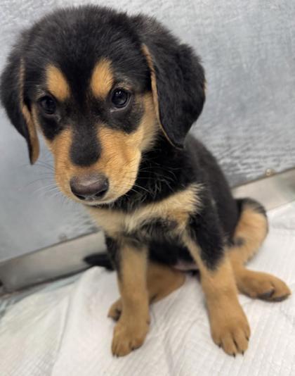 Enlarge Hecla, a ADOPTABLE mixed breed in Buena Vista, CO image 3/3