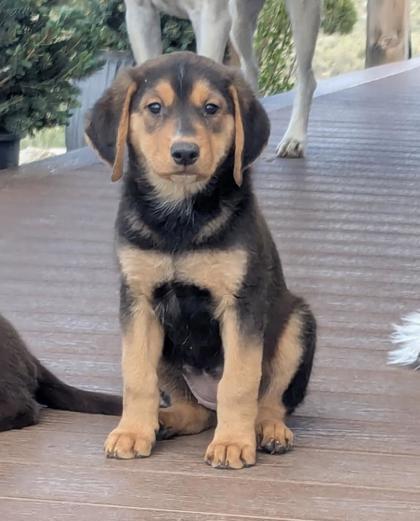 Enlarge Hecla, a ADOPTABLE mixed breed in Buena Vista, CO image 2/3