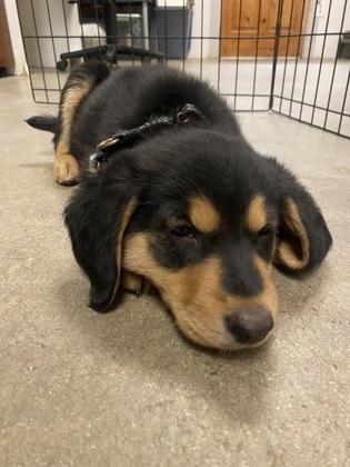 Hecla, ADOPTABLE, Puppy Female Labrador Retriever.
