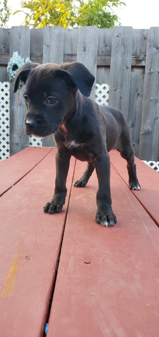 Ernie, a Adoptable mixed breed in Moorhead, MN image 4/6