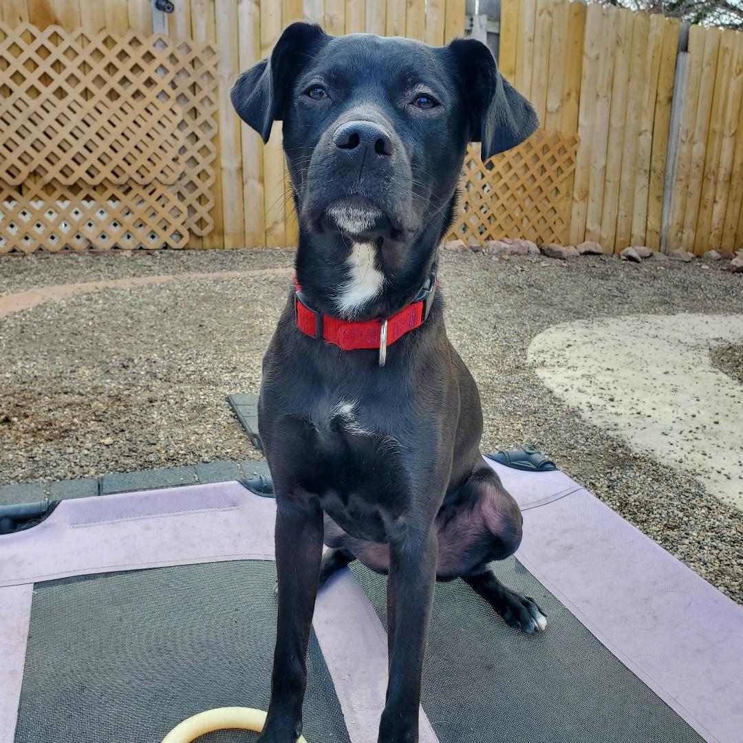 Ernie, a Adoptable mixed breed in Moorhead, MN image 1/5