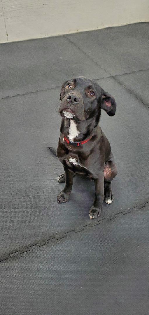 Enlarge Ernie, a Adoptable mixed breed in Moorhead, MN image 1/3