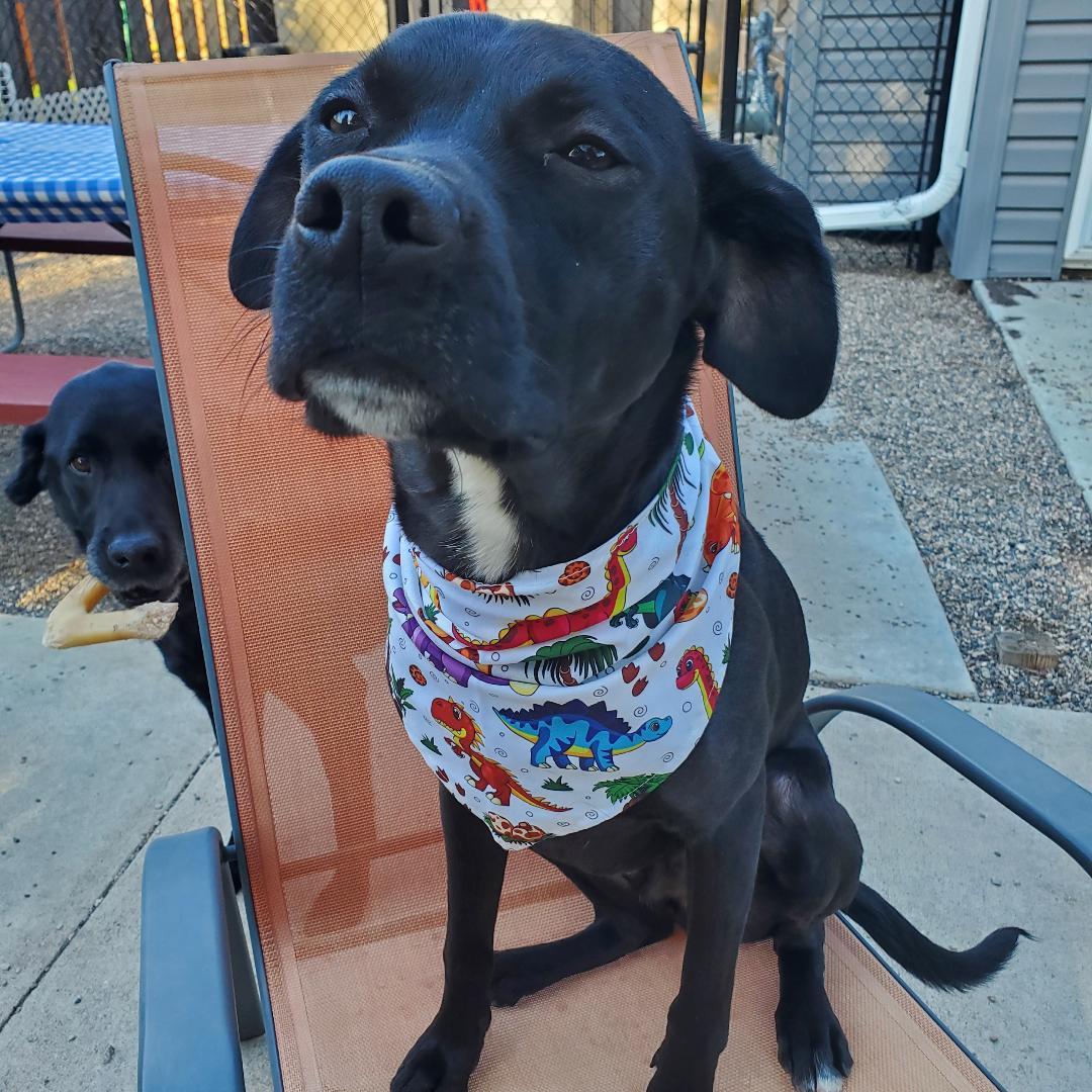 Ernie, a Adoptable mixed breed in Moorhead, MN image 5/5