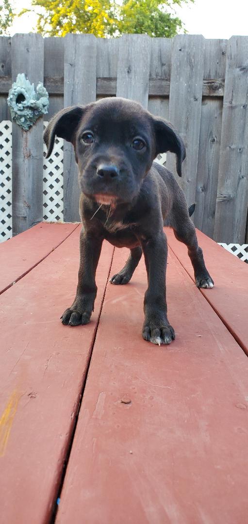 Ernie, a Adoptable mixed breed in Moorhead, MN image 3/6