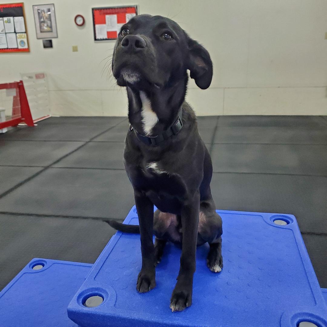 Enlarge Ernie, a Adoptable mixed breed in Moorhead, MN image 2/3