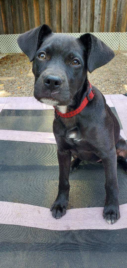 Ernie, a Adoptable mixed breed in Moorhead, MN image 2/6