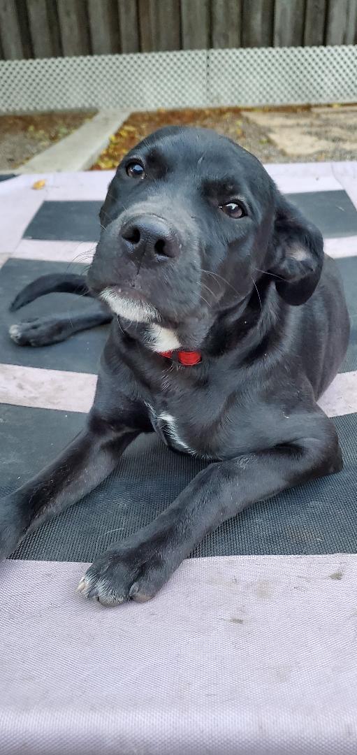 Ernie, a Adoptable mixed breed in Moorhead, MN image 1/6