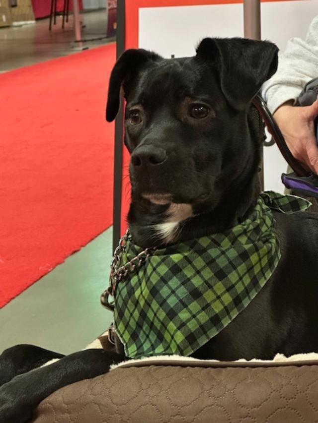 Ernie, Adoptable, Young Male Mixed Breed.