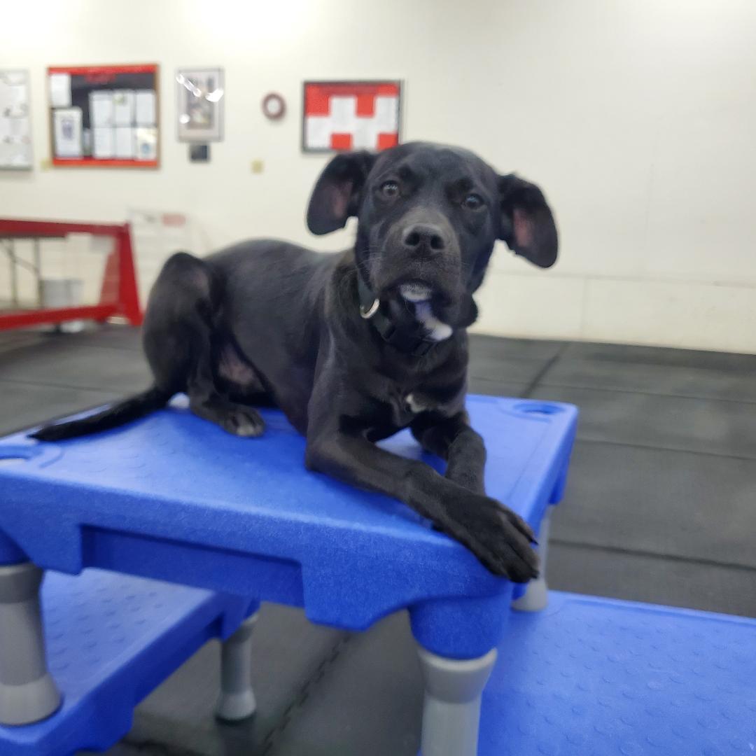 Enlarge Ernie, a Adoptable mixed breed in Moorhead, MN image 3/3