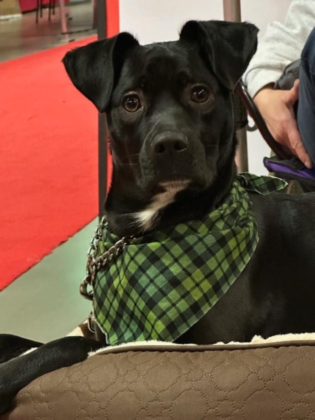 Enlarge Ernie, a Adoptable mixed breed in Moorhead, MN image 2/5