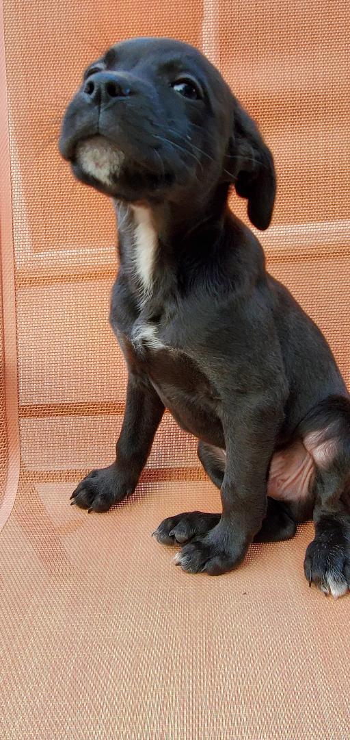 Ernie, a Adoptable mixed breed in Moorhead, MN image 5/6