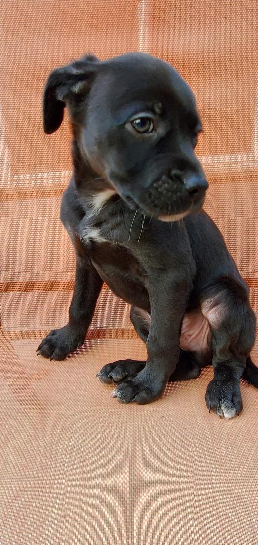 Ernie, an adoptable Mixed Breed in Moorhead, MN, 56561 | Photo Image 5