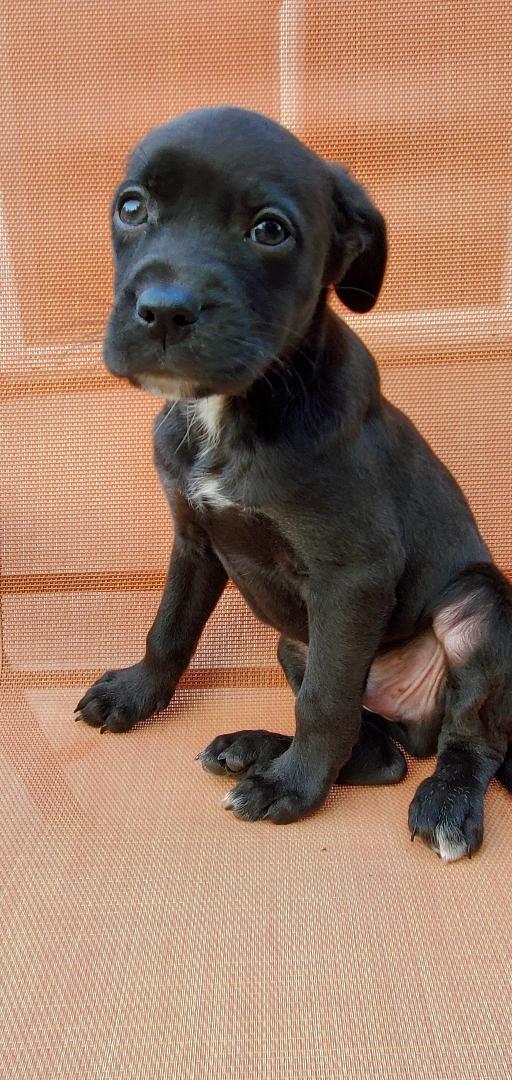 Ernie, a Adoptable mixed breed in Moorhead, MN image 6/6