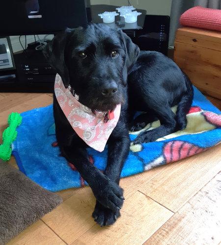 Bear, Adoptable, Adult Female Labrador Retriever.