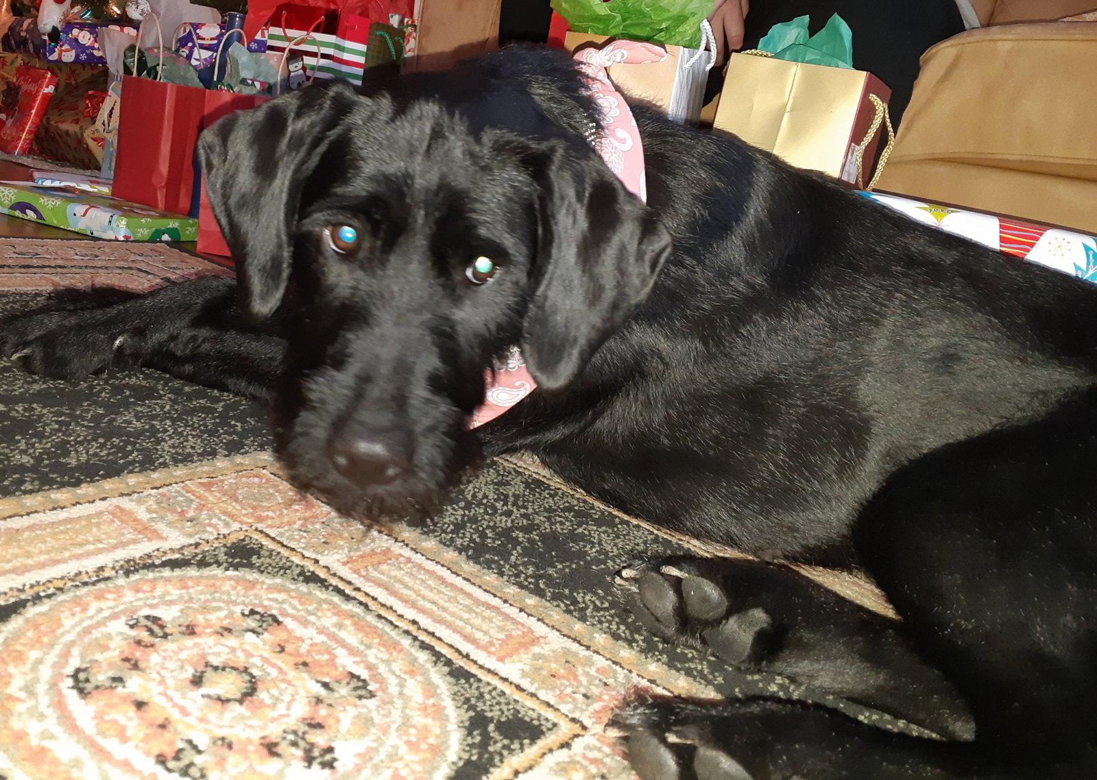 Bear, a Adoptable Labrador Retriever in Etobicoke, ON image 2/3