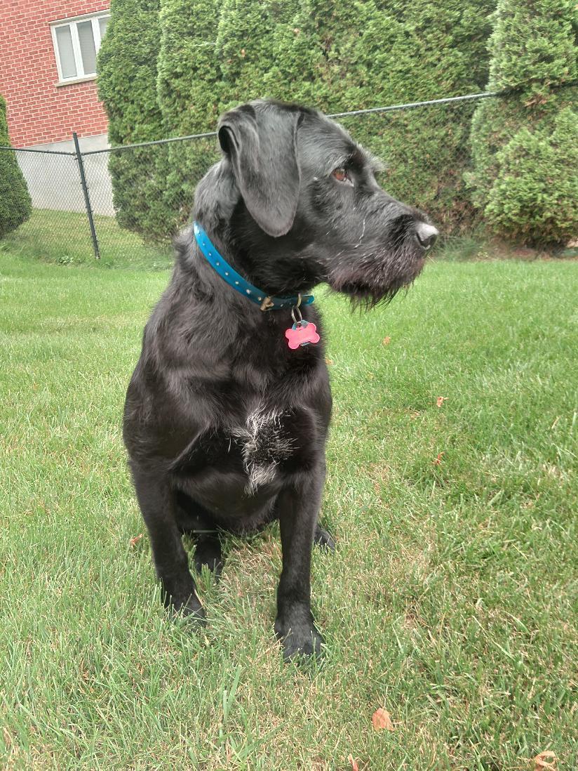 Bear, a Adoptable Labrador Retriever in Etobicoke, ON image 3/3