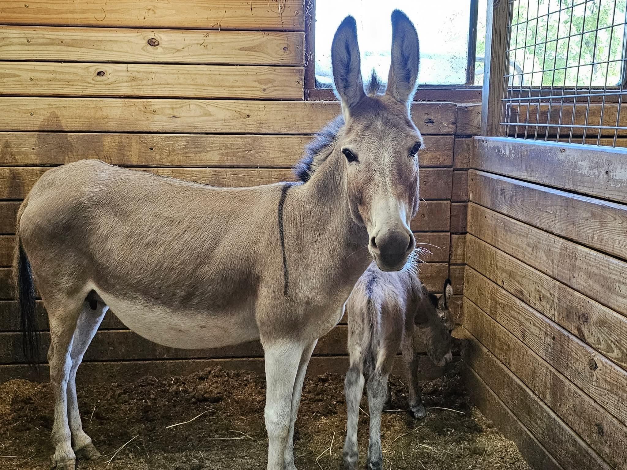 Blueberry, a Adoptable Donkey in Decatur, IN image 1/4