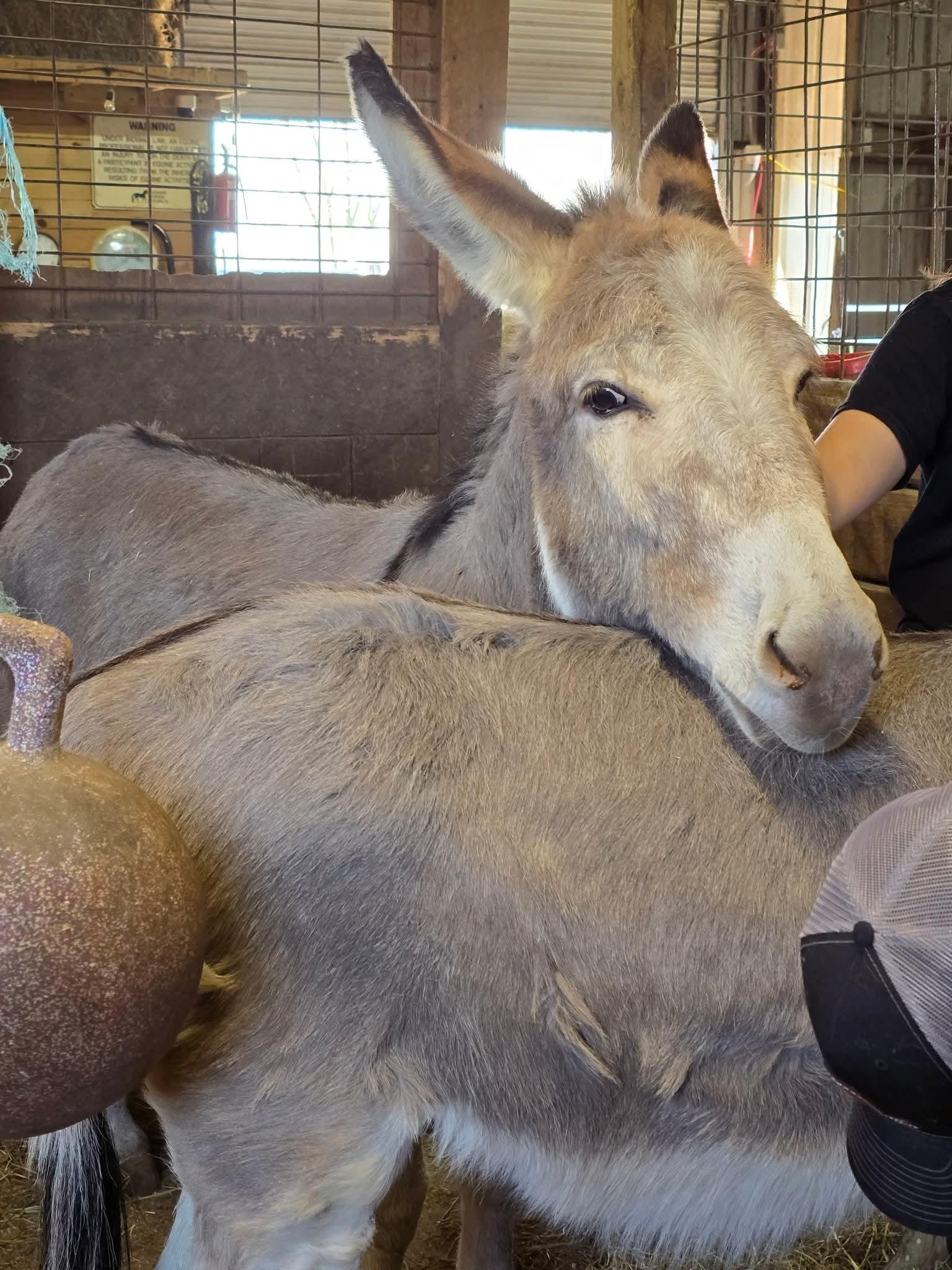 Blueberry, a Adoptable Donkey in Decatur, IN image 2/4
