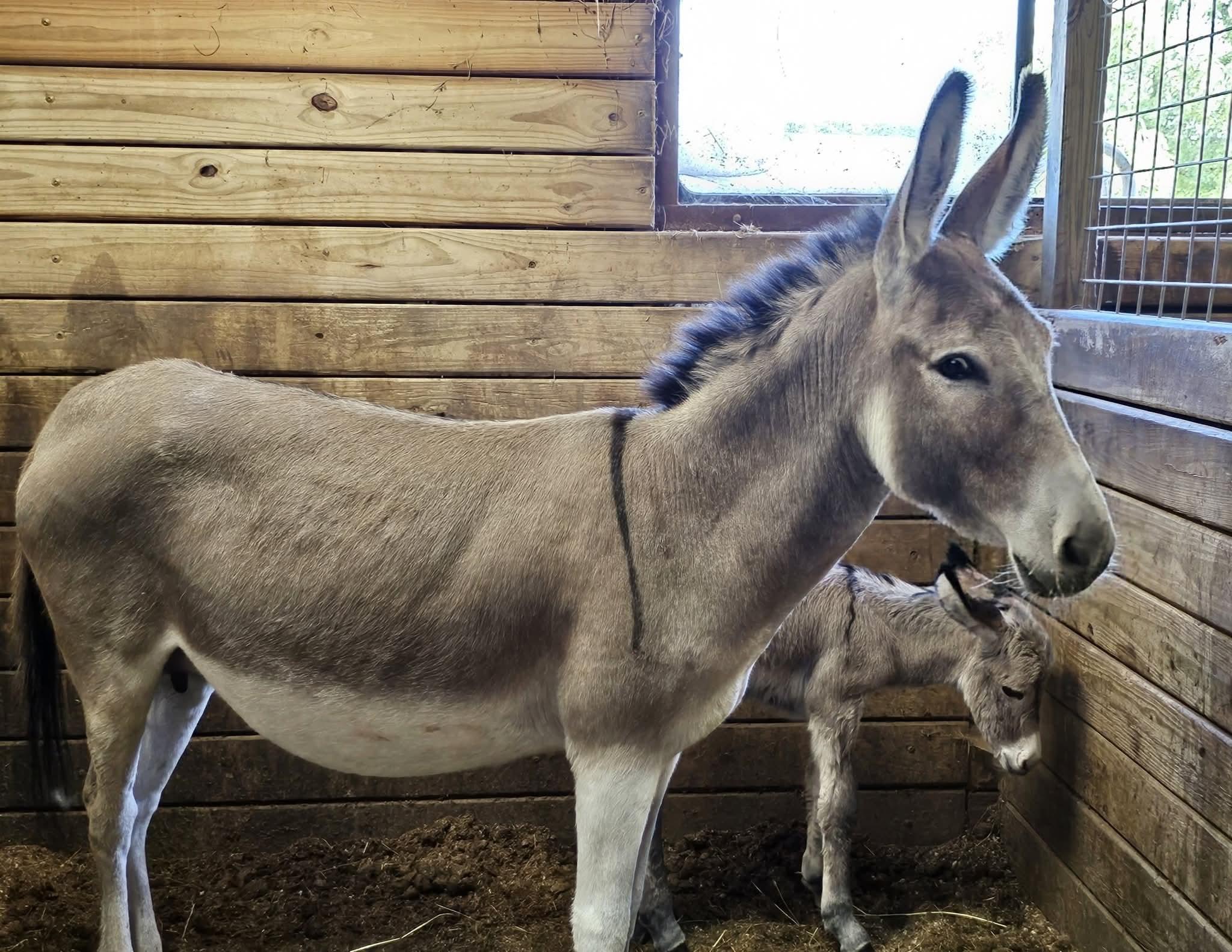 Blueberry, a Adoptable Donkey in Decatur, IN image 4/4