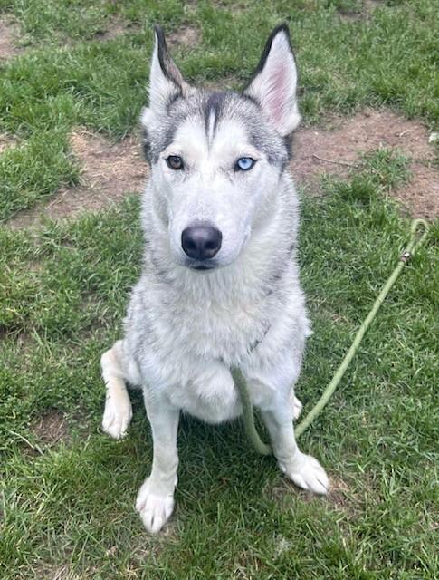 Lark, an adoptable Husky in Prudenville, MI, 48651 | Photo Image 1