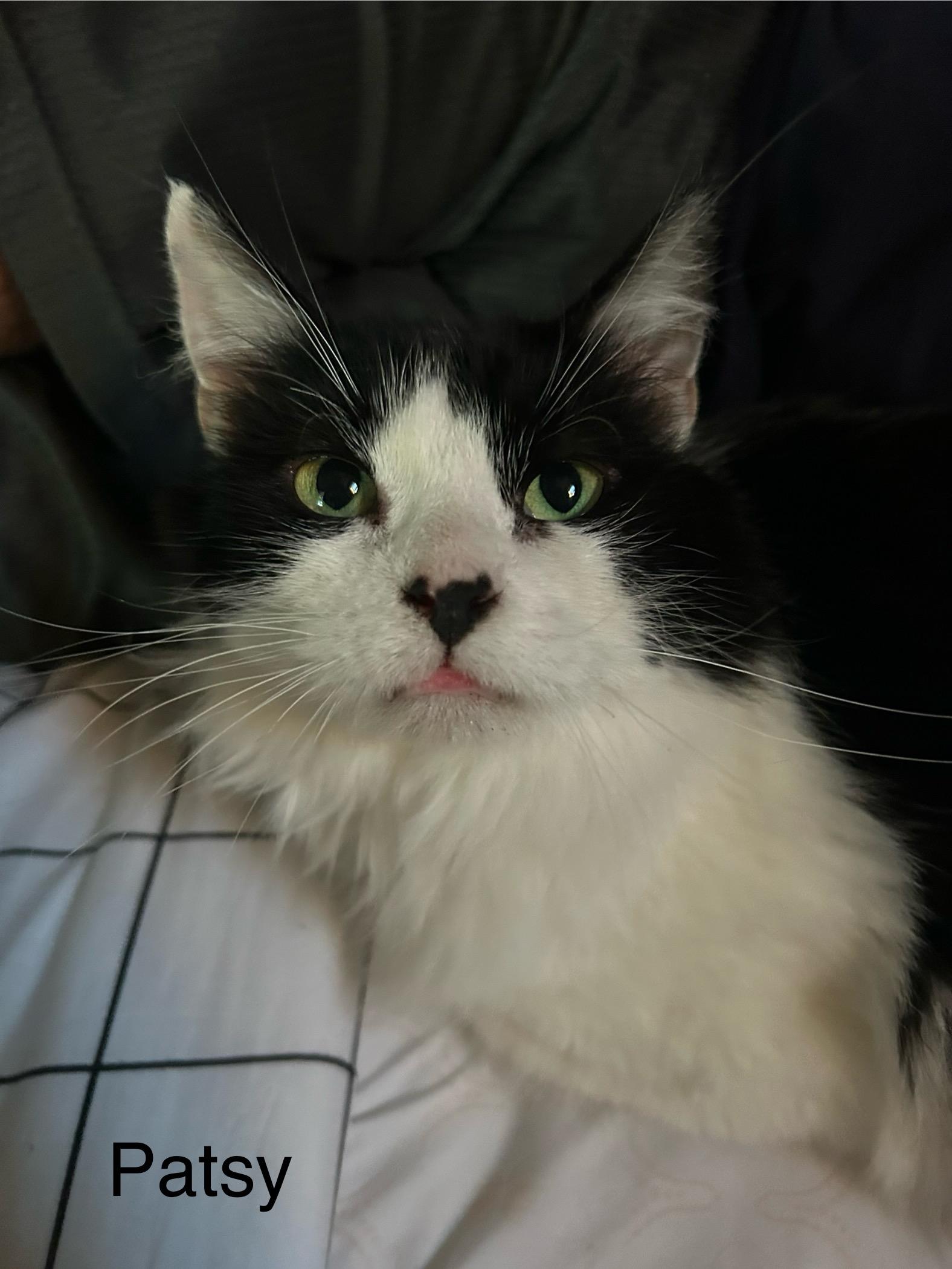 Patsy, a Adoptable Domestic Long Hair in Lacona, NY image 1/6