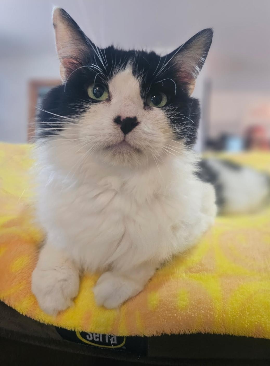 Patsy, a Adoptable Domestic Long Hair in Lacona, NY image 3/6