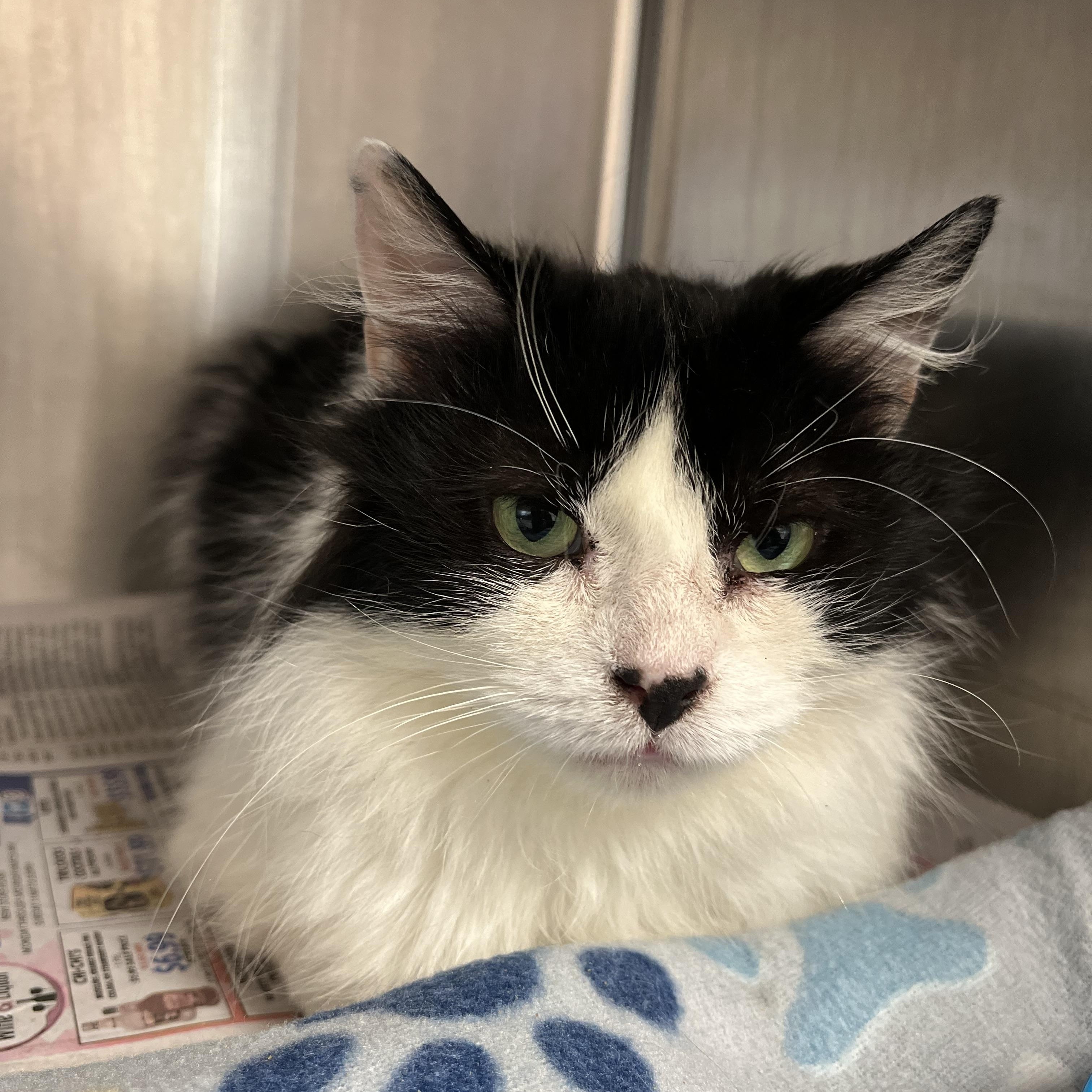 Patsy, a Adoptable Domestic Long Hair in Lacona, NY image 4/6