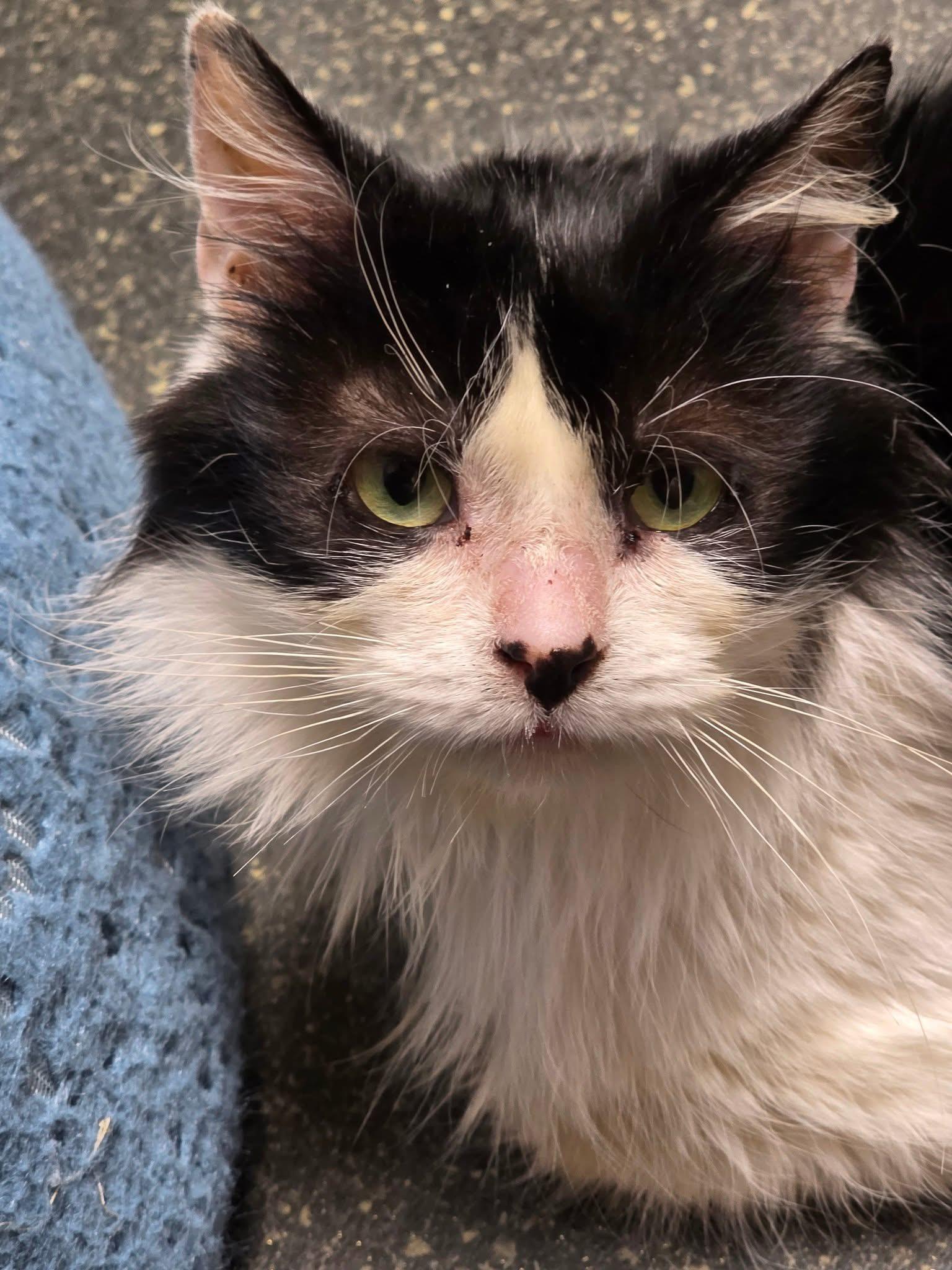 Patsy, a Adoptable Domestic Long Hair in Lacona, NY image 5/6