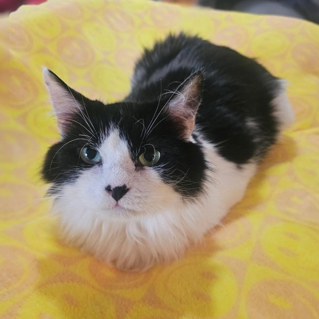 Patsy, a Adoptable Domestic Long Hair in Lacona, NY image 2/6