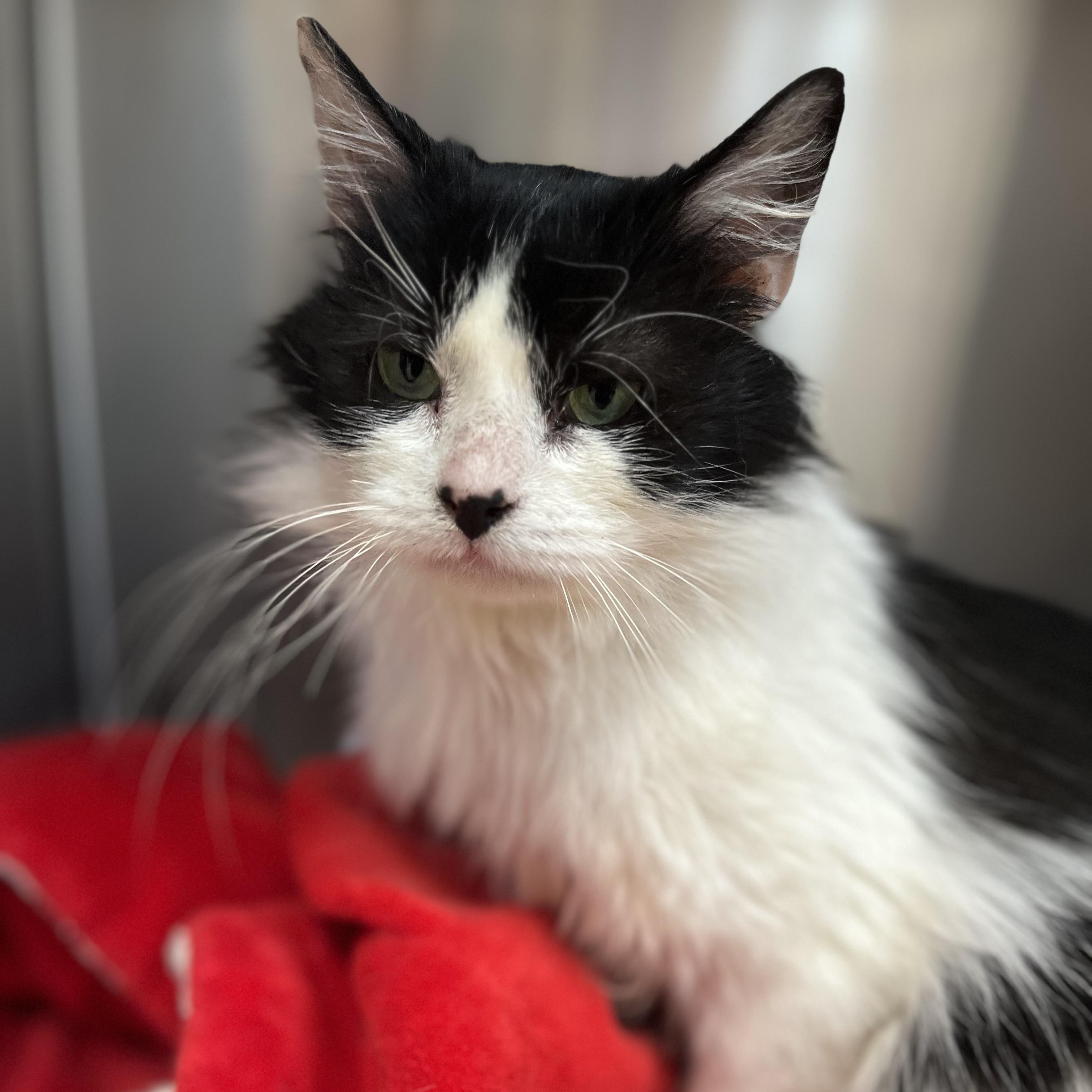 Patsy, a Adoptable Domestic Long Hair in Lacona, NY image 6/6