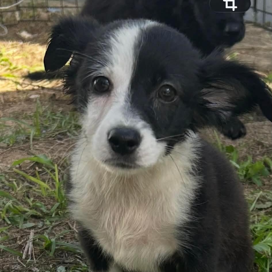 Enlarge Tulip, an adopted mixed breed in Carmel, NY image 5/5