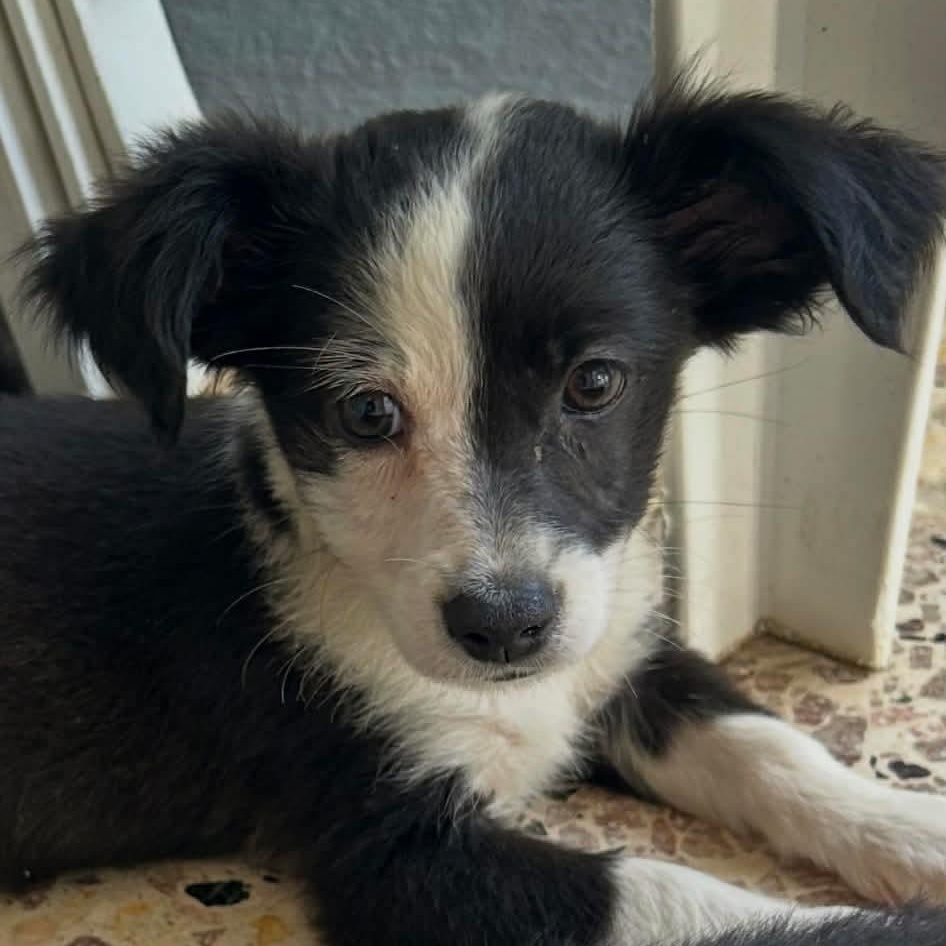 Tulip, adopted, Puppy Female Spaniel & Chihuahua.