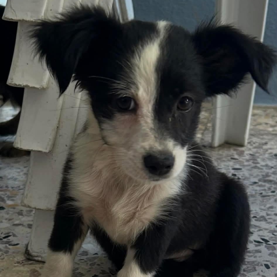 Enlarge Tulip, an adopted mixed breed in Carmel, NY image 3/5