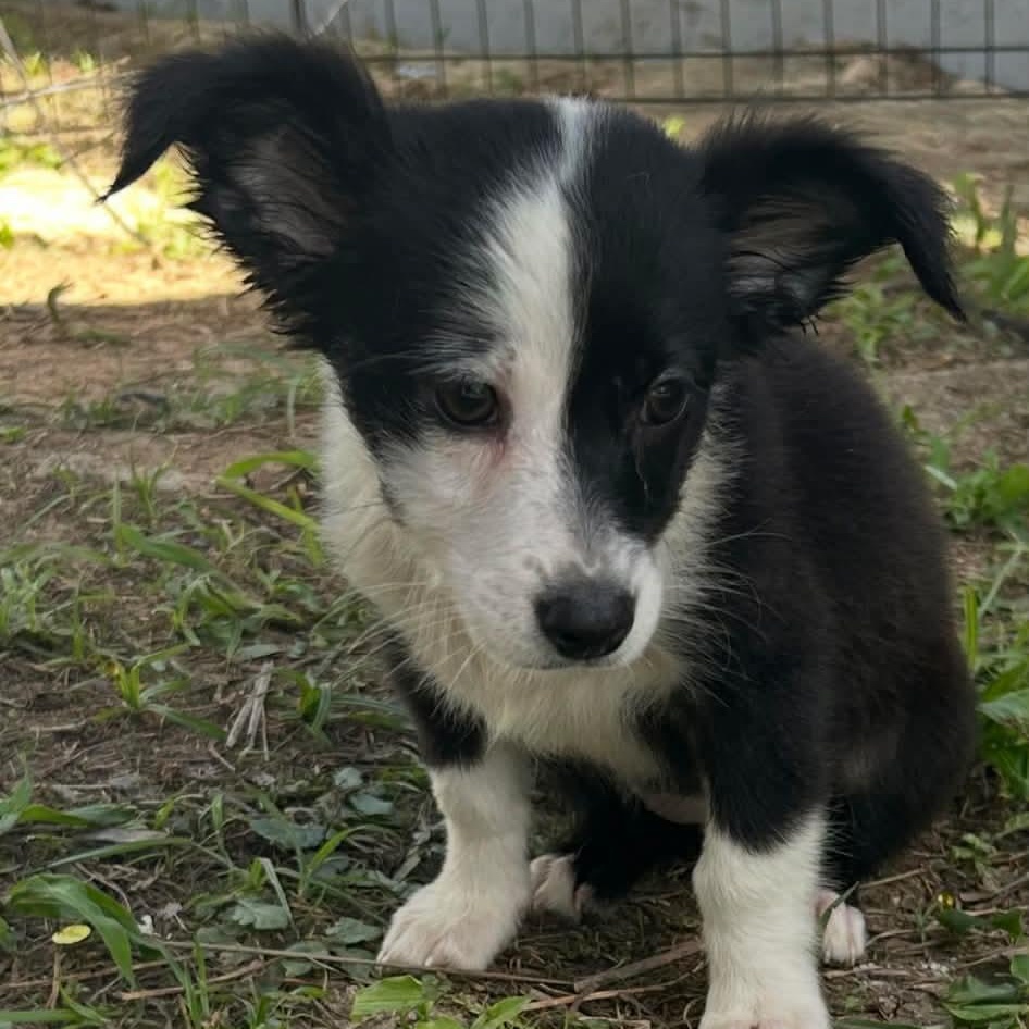 Enlarge Tulip, an adopted mixed breed in Carmel, NY image 2/5
