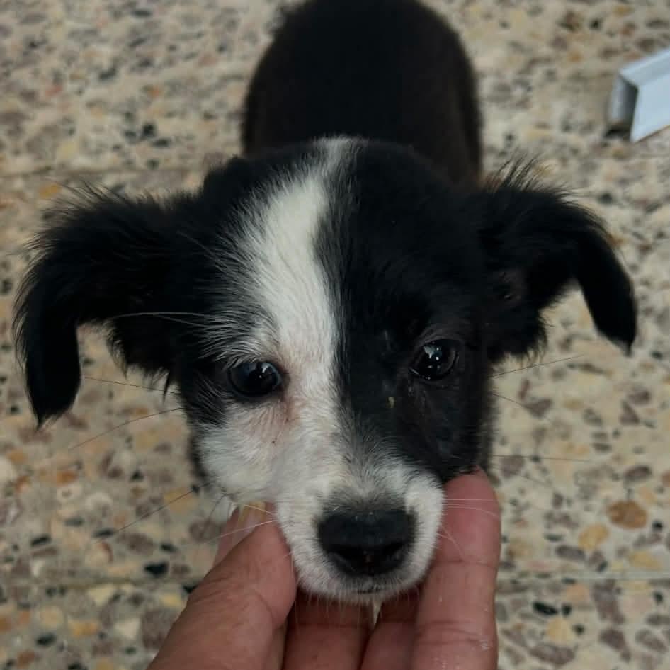 Enlarge Tulip, an adopted mixed breed in Carmel, NY image 4/5