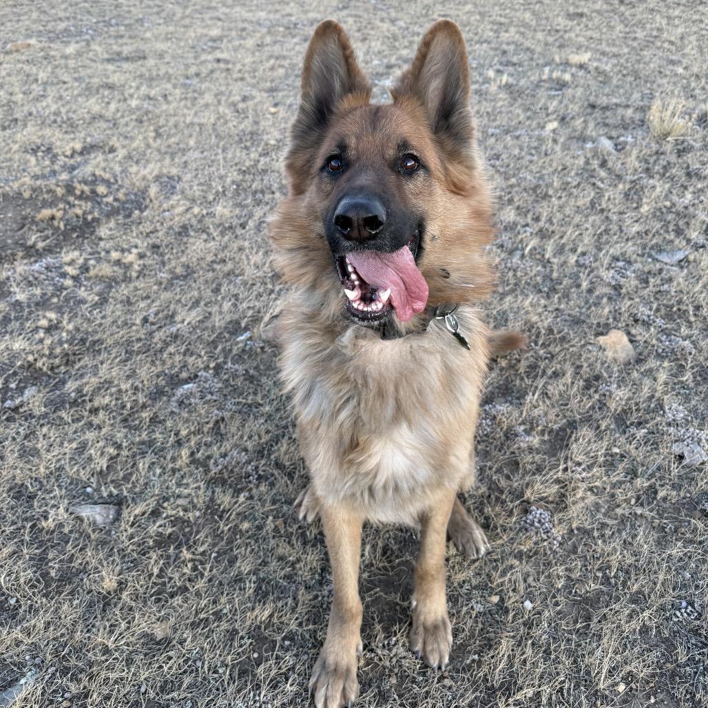 Enlarge Freddy, a Adoptable German Shepherd Dog in Lakewood, CO image 1/4