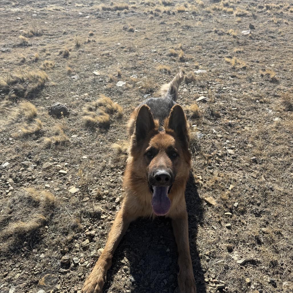 Enlarge Freddy, a Adoptable German Shepherd Dog in Lakewood, CO image 4/4