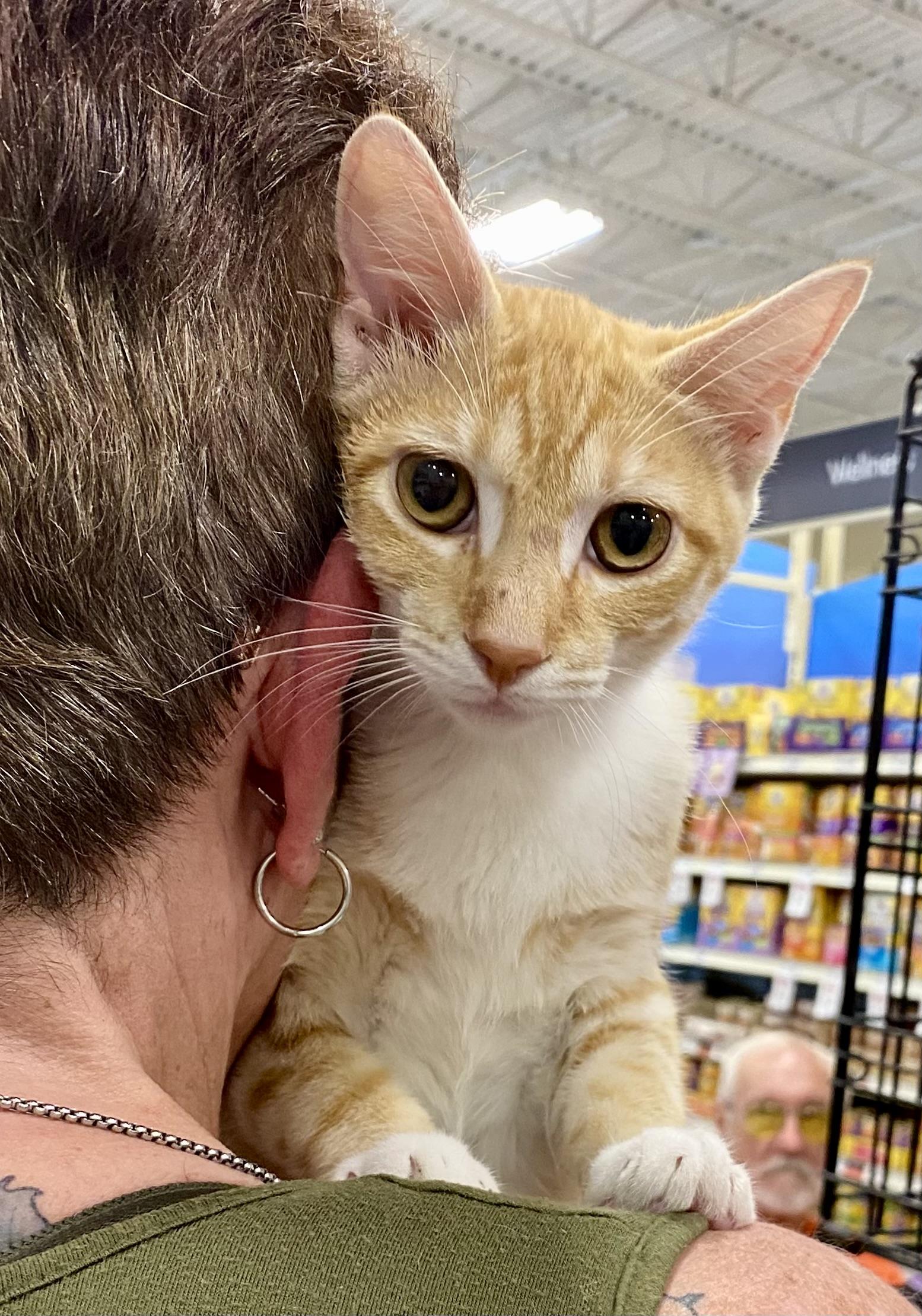 Zephyr - North Conroe Petsmart