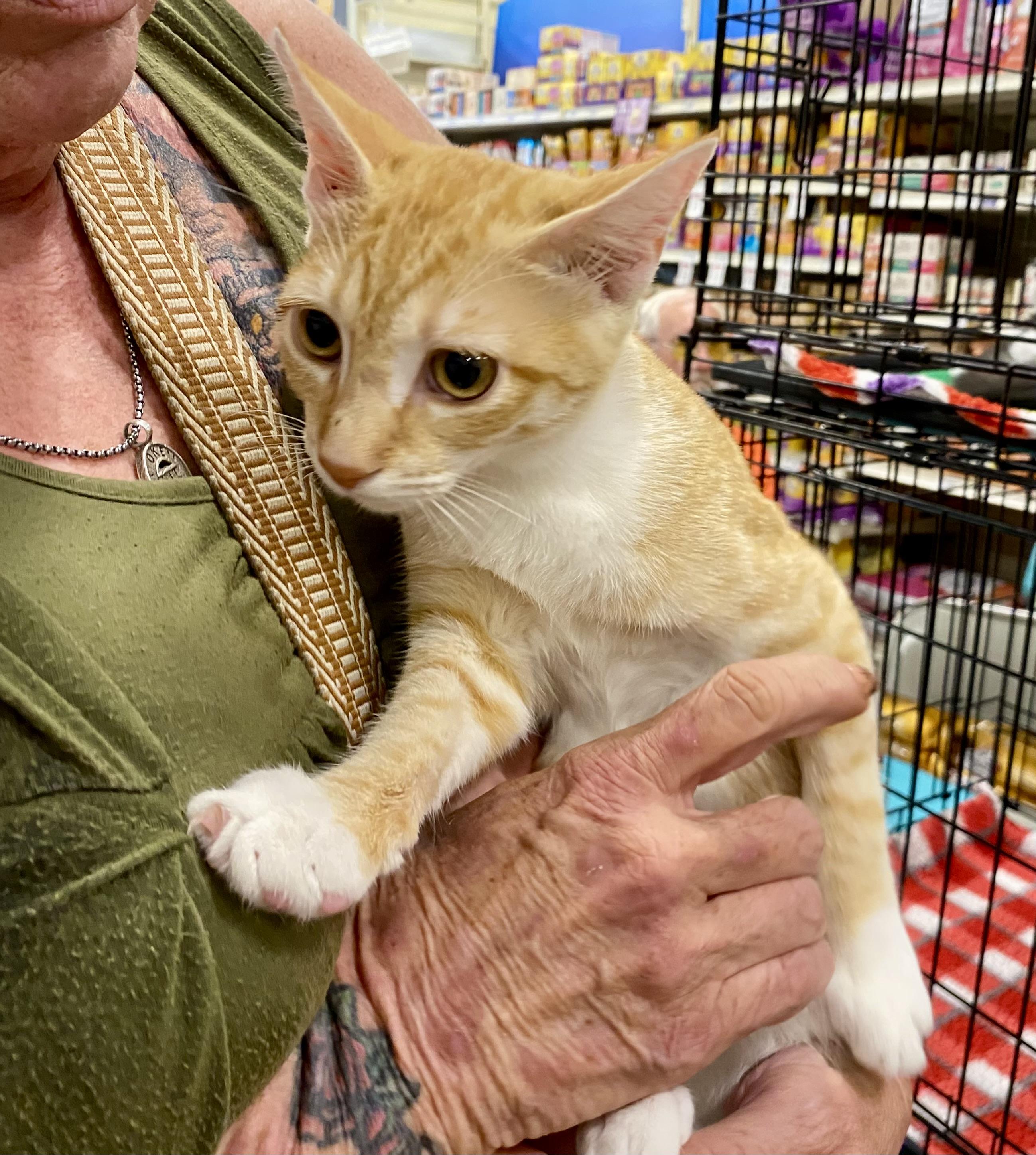 Zephyr - North Conroe Petsmart
