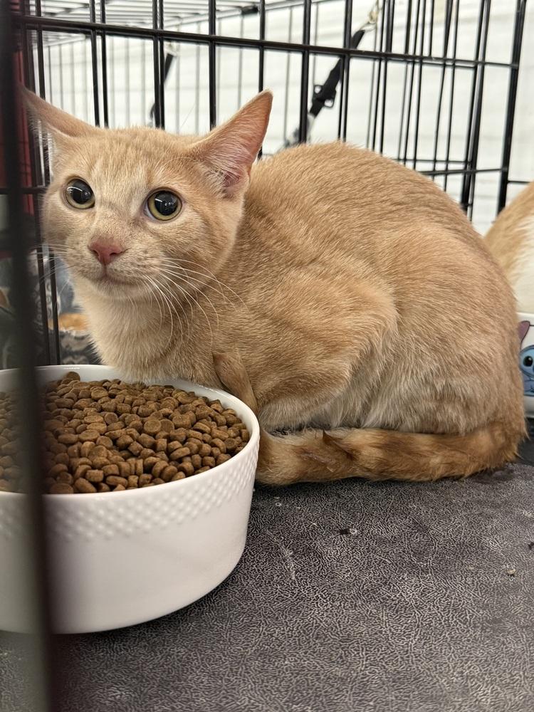 Enlarge Sunny D, a Adoptable Domestic Short Hair in Taylor, PA image 1/3
