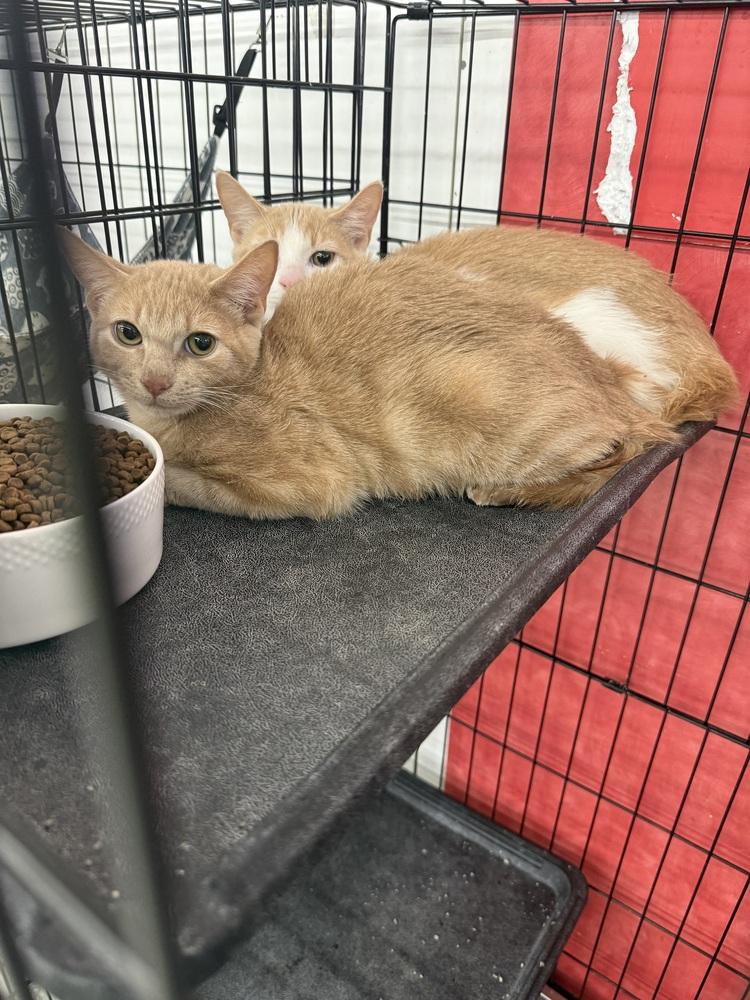 Enlarge Sunny D, a Adoptable Domestic Short Hair in Taylor, PA image 2/3