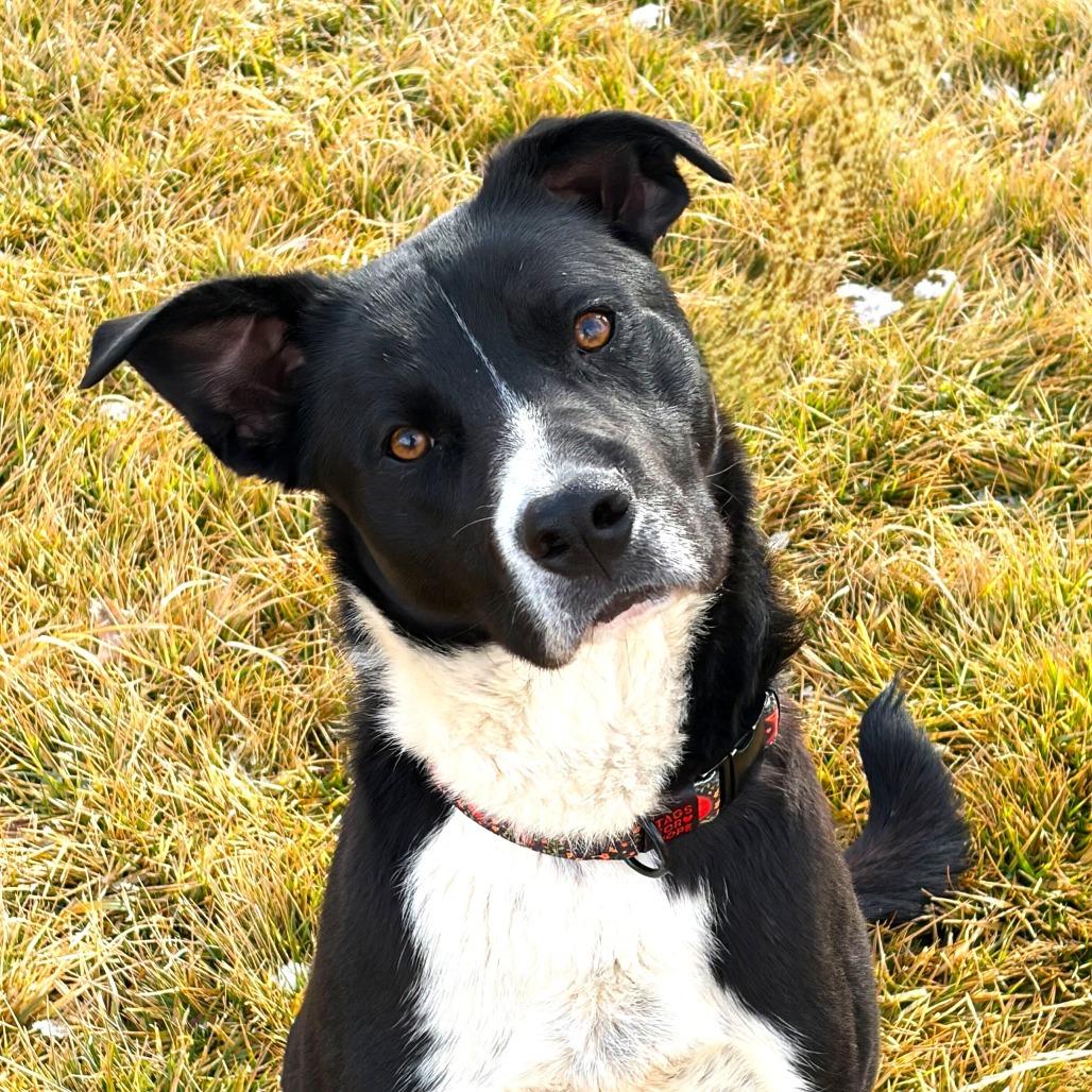 Enlarge Peekaboo, a Adoptable Border Collie in Rifle, CO image 1/4