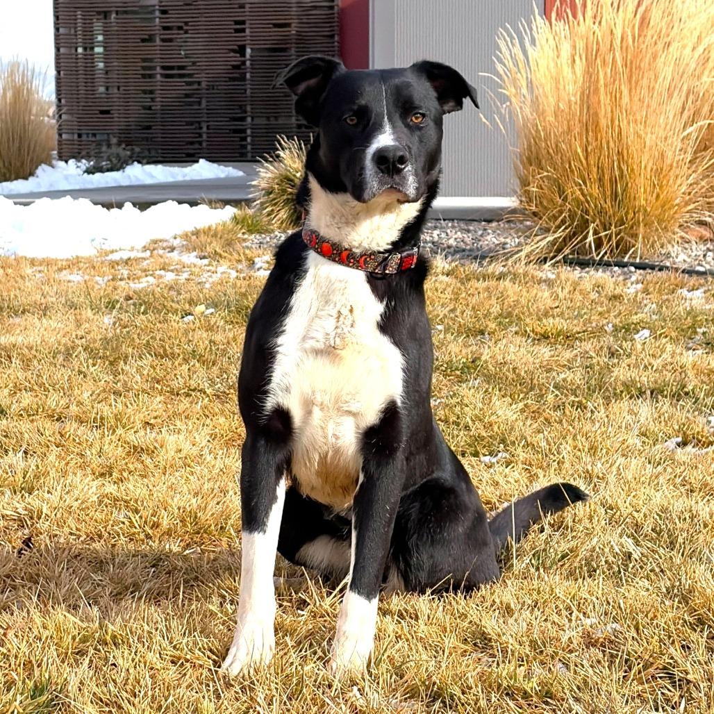Enlarge Peekaboo, a Adoptable Border Collie in Rifle, CO image 2/4
