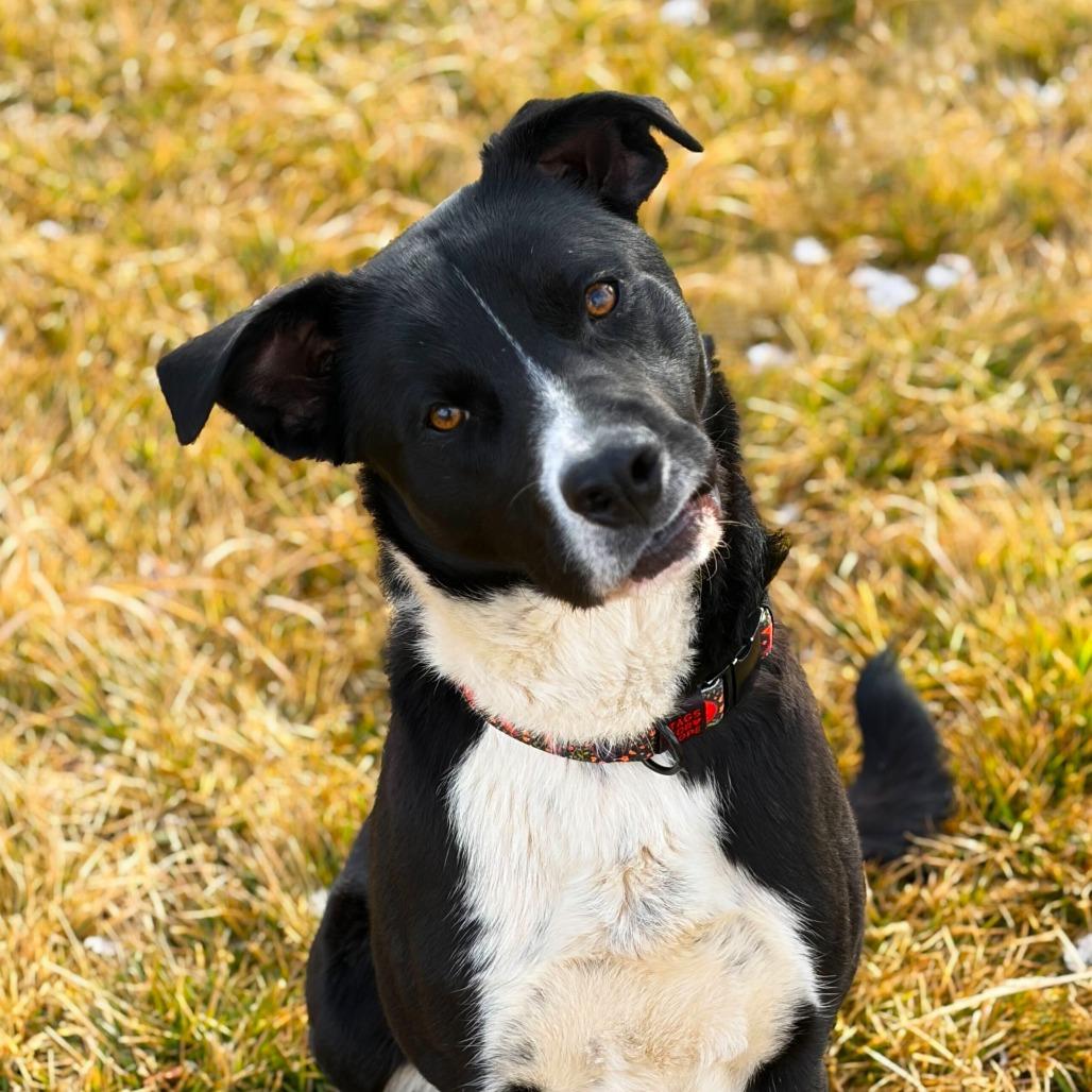 Enlarge Peekaboo, a Adoptable Border Collie in Rifle, CO image 3/4