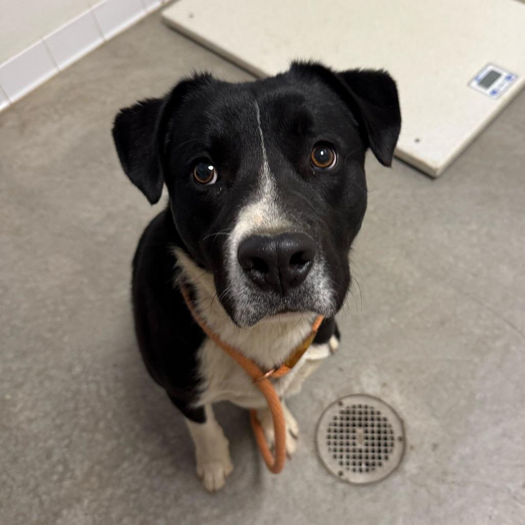 Enlarge Peekaboo, a Adoptable Border Collie in Rifle, CO image 4/4