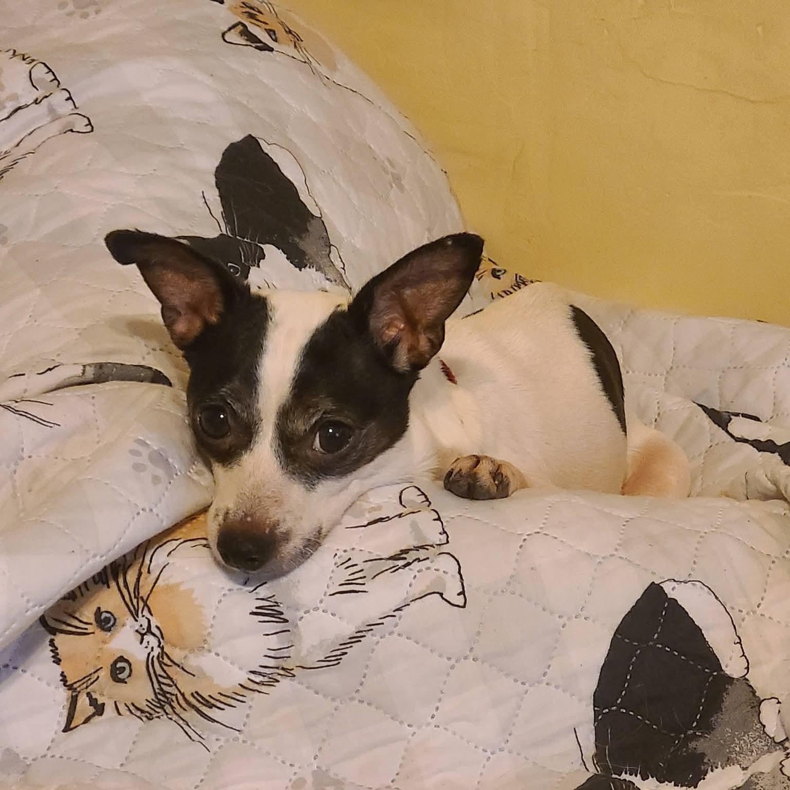 Enlarge Honey, a ADOPTABLE mixed breed in Mount Bethel, PA image 4/5