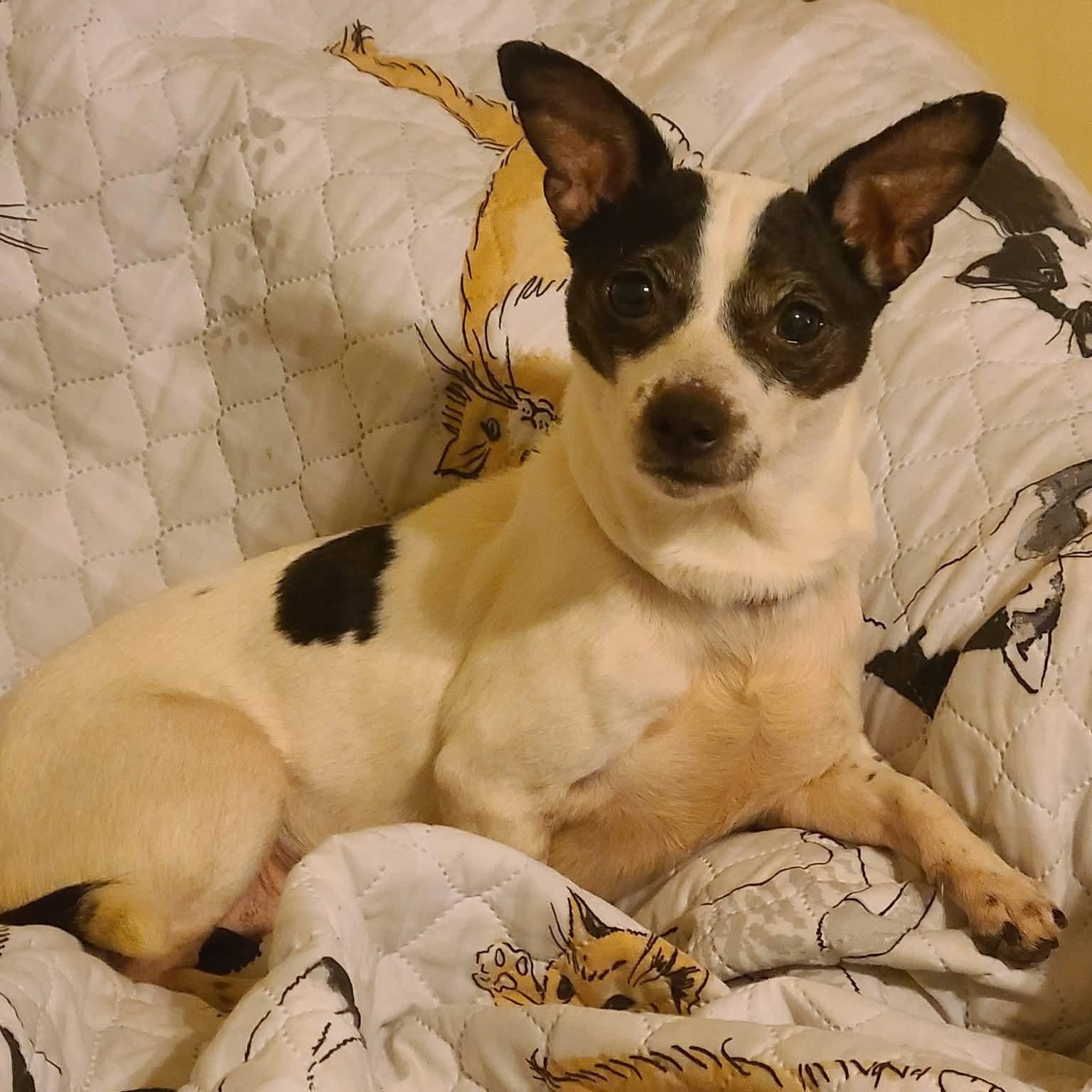 Enlarge Honey, a ADOPTABLE mixed breed in Mount Bethel, PA image 3/5