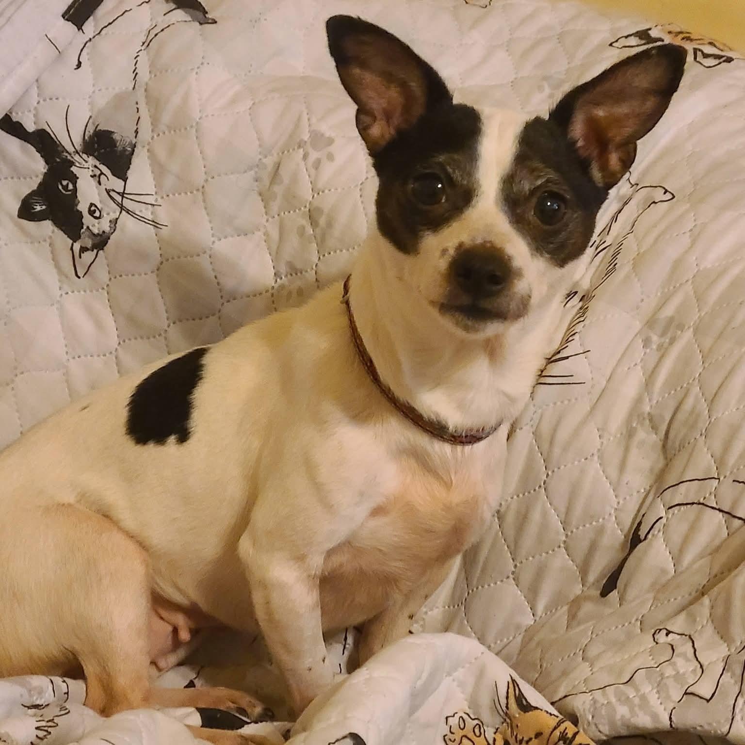 Enlarge Honey, a ADOPTABLE mixed breed in Mount Bethel, PA image 2/5