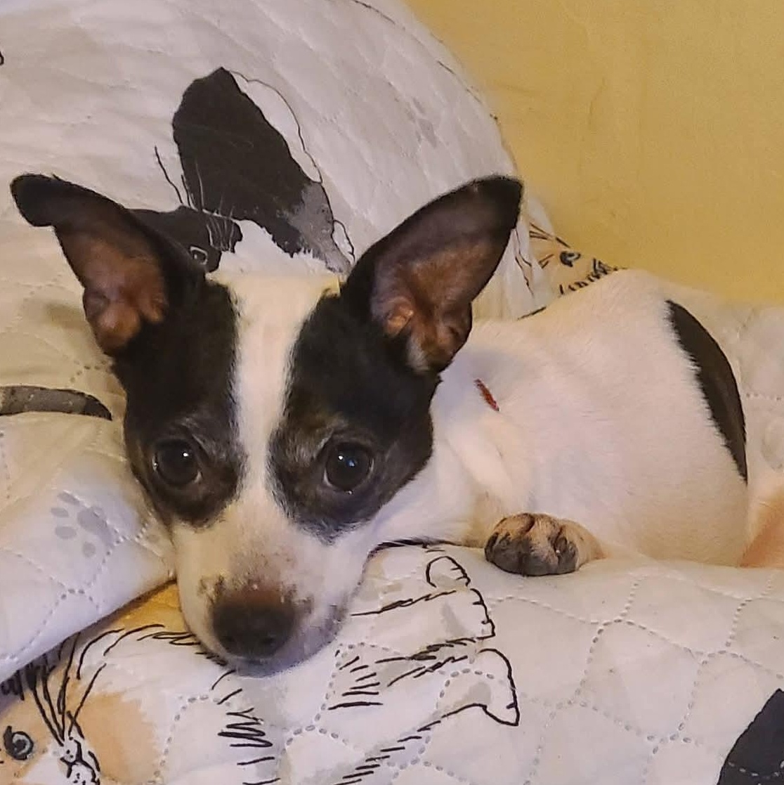 Honey, ADOPTABLE, Senior Female Jack Russell Terrier & Chihuahua.