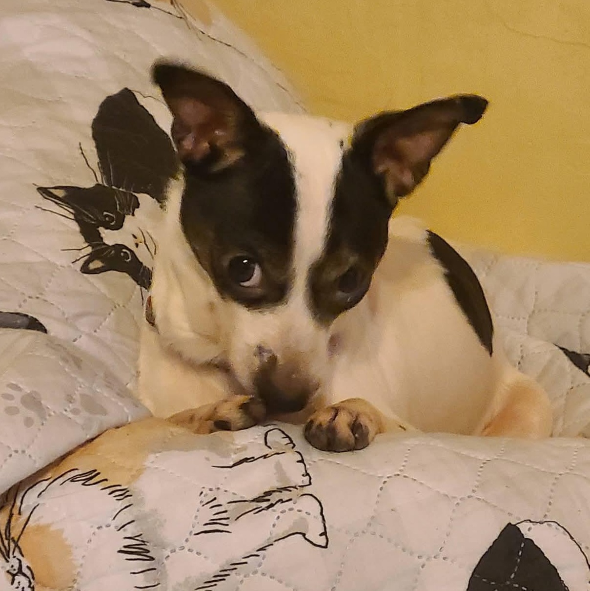 Enlarge Honey, a ADOPTABLE mixed breed in Mount Bethel, PA image 5/5